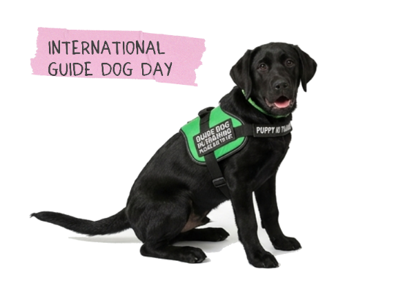 a black labrador guide dog 